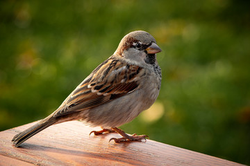 Insel Rügen in der Ostsee