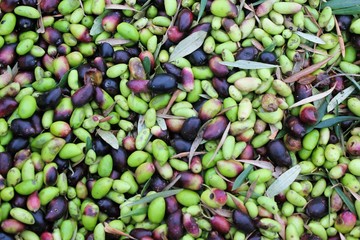 Harvested olives in olive oil mill in Greece.
