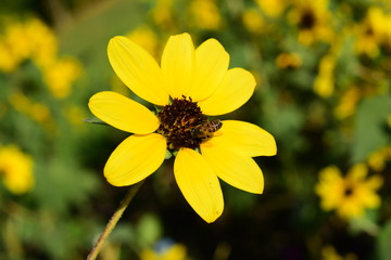 Beautiful flowers in the garden Blooming in the summer.Landscaped Formal Garden	