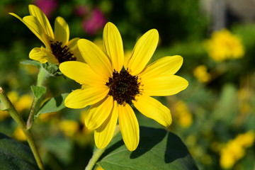 Beautiful flowers in the garden Blooming in the summer.Landscaped Formal Garden	