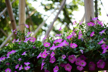 Fototapeta na wymiar Beautiful flowers in the garden Blooming in the summer.Landscaped Formal Garden 