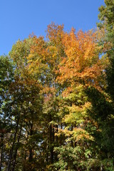 yellow tree in autumn