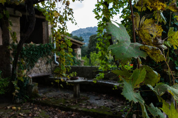 green leaves on garden background