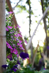 Beautiful flowers in the garden Blooming in the summer.Landscaped Formal Garden	