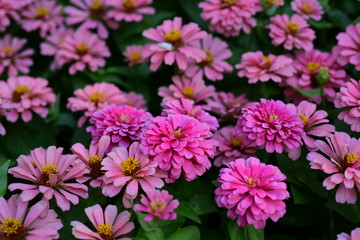 Fototapeta na wymiar Beautiful flowers in the garden Blooming in the summer.Landscaped Formal Garden 