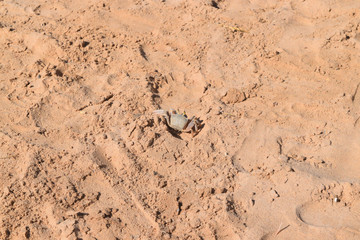 Crab Dahab