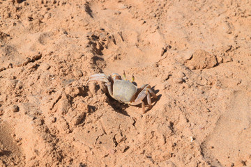 Crab Dahab