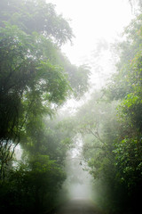 Fog on the road. Tijuca National Park, Rio de Janeiro, Brazil.
