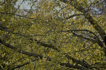 tree in the forest