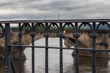 Urbanes Leben mit Vogel 