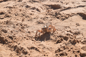 Crab Dahab