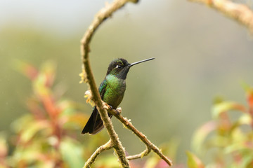 Fototapeta na wymiar Talamanca Hummingbird 