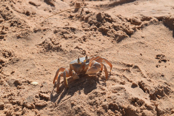 Crab Dahab