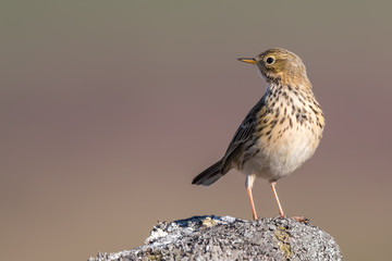 Meadow Pipit Perched