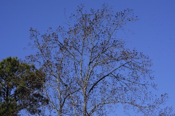 tree in the sky