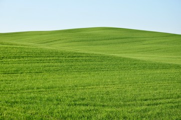 Obraz premium Pure green, spring Tuscany landscape