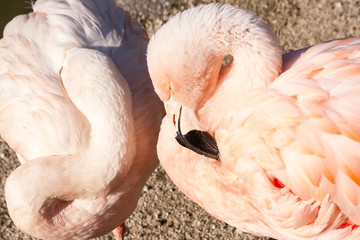 Fototapeta premium Two pink elegant flamingo birds in sunlight. Beppu, Japan