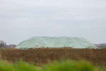 Zuckerrueben unter einer Plane auf einem Feld. Nach der Ernte warten sie auf den Abtransport. - obrazy, fototapety, plakaty