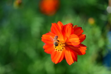 Beautiful flowers in the garden Blooming in the summer.Landscaped Formal Garden	