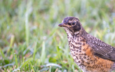 Closeup of Young American Robin