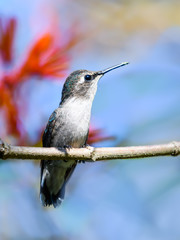 Bee Hummingbird Perched on a Branch  