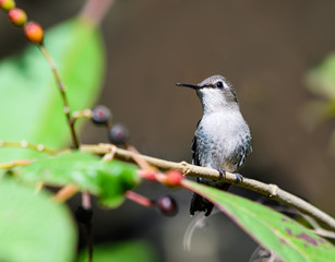 Bee Hummingbird Perched on a Tree Branch  