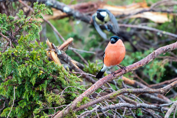 European Bullfinch/Pyrrhula Pyrrhulla sitting on a branch in the forest with green tit flying in the background. Birding and animal photography concept.