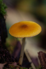 mushroom in the forest