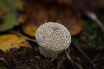 mushroom in the forest