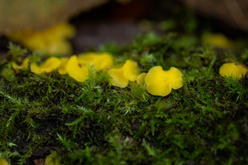 yellow mushrooms in the moss in the autumn forest