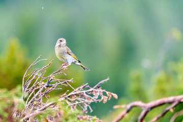 Green finch/genus chloris sitting on a branch outdoor in the forest during spring season. Green blurry background. Birds and animal photography concept.