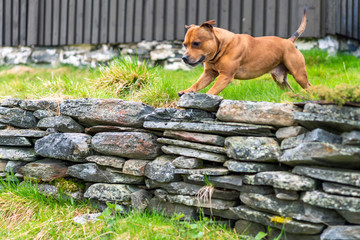 Active and happy Staffordshire bull terrier are running/fetching stick outdoors in nature. Pet...