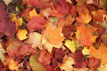 Naklejka na ściany i meble Autumn background - dried yellow, green, orange, purple and red maple leaves
