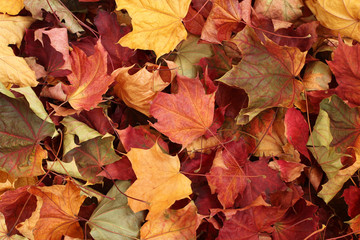 Autumn background - dried  yellow, green, orange, purple and red maple leaves