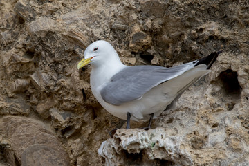 Kittiwake Perched on Cliff