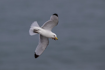 Kittiwake Flying
