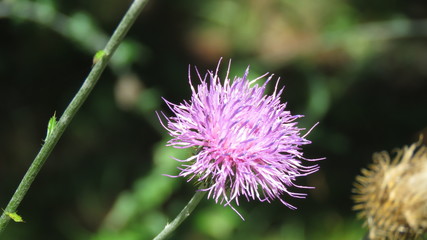 Macro closeup of live flowering purple thistle