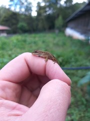 frog in hand
