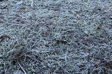 Fototapeta na wymiar Leaves, grass covered with hoarfrost. Autumn, early winter in the yard. Frozen plants in the meadow.
