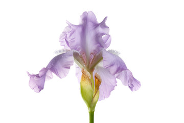 Tender purple iris flower isolated on white background.