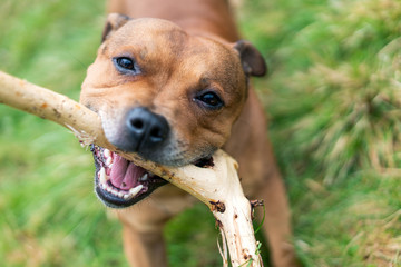 Active and happy Staffordshire bull terrier are running/fetching stick outdoors in nature. Pet...