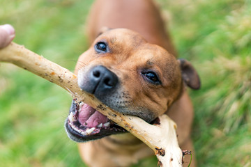 Active and happy Staffordshire bull terrier are running/fetching stick outdoors in nature. Pet photography, dogs, animal and activation concept.