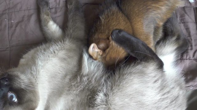 Adult cat mekong bobtail and kitten somali. Kitten sucks milk in adult cat, Dolly zoom