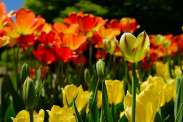 Obraz premium Green and yellow petals with red stripe on Flaming Spring Green Tulip surrounded by red and yellow Tulips