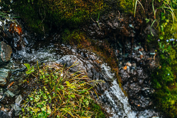 Scenic background with clear spring water stream among thick moss and lush vegetation. Mountain creek on mossy slope with fresh greenery and many small flowers. Colorful backdrop of rich alpine flora.