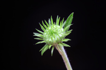 inula japonica flower buds, close-up photos