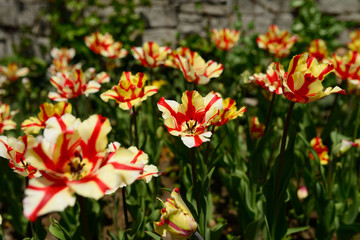 Cream colored tulips with red stripes in Toronto Botanical Garden in early Spring