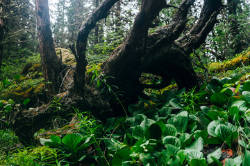 Big fallen tree root covered with thick moss in taiga wilderness among fresh greenery. Atmospheric background of terrible place in wild dark forest. Virgin flora of woods. Mystery woodland atmosphere.