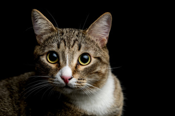 Studio shot of an adorable gray and brown tabby cat sitting on black background close up isolated