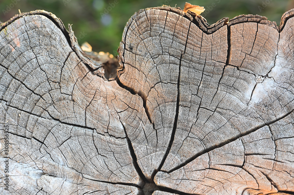 Poster old tree stump texture backgroud wooden nature texture table top for design blackdrop or overlay